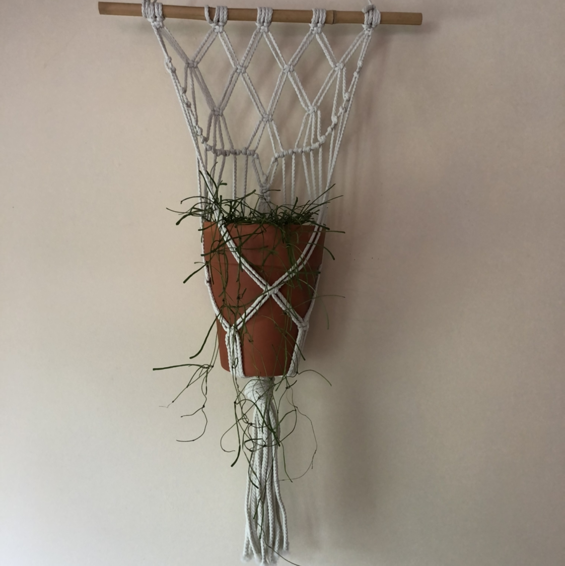 Photo of the plant species Grass-leaved Hoya by @Kenza named Grassy Boi (fed 8/2) on Greg, the plant care app