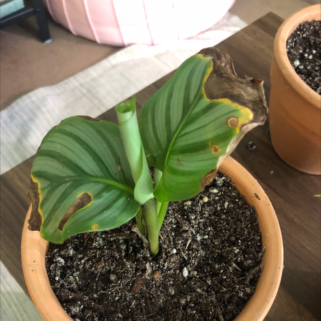 Photo of the plant species Calathea Orbifolia by @Kenza named Trying his best (fed 8/30) on Greg, the plant care app