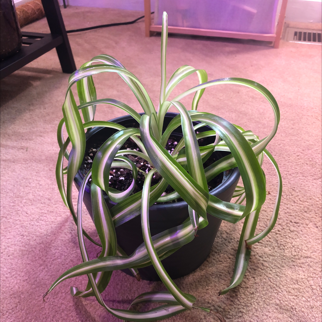 Photo of the plant species Curly Spider Plant by @Kenza named Charlotte on Greg, the plant care app