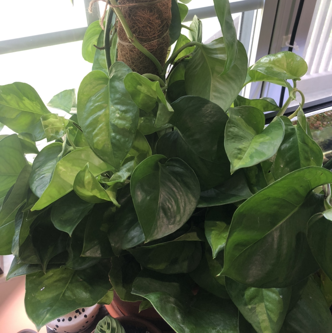 Photo of the plant species Global Green Pothos by @Kenza named Green giant (fed 8/28) on Greg, the plant care app