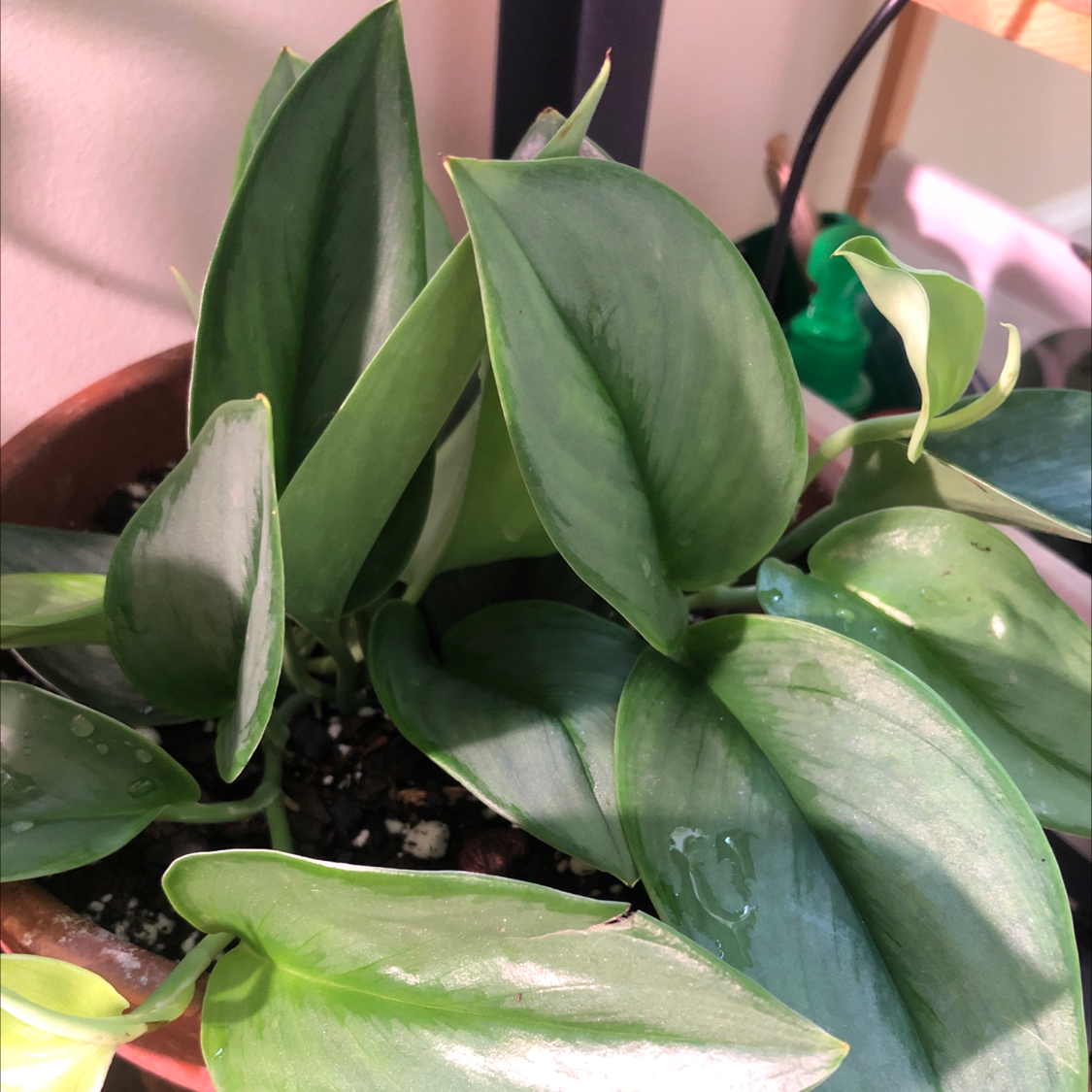 Scindapsus treubii 'Moonlight' plant in a pot with healthy, glossy leaves.