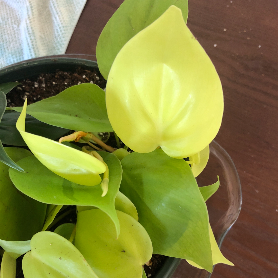 Philodendron Lemon Lime plant with vibrant yellow-green leaves in a pot with visible soil.