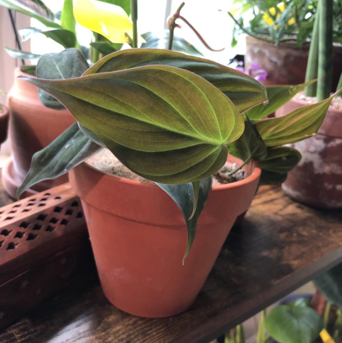 Photo of the plant species Philodendron Micans by @Kenza named Soft Boi (fed 8/30) on Greg, the plant care app