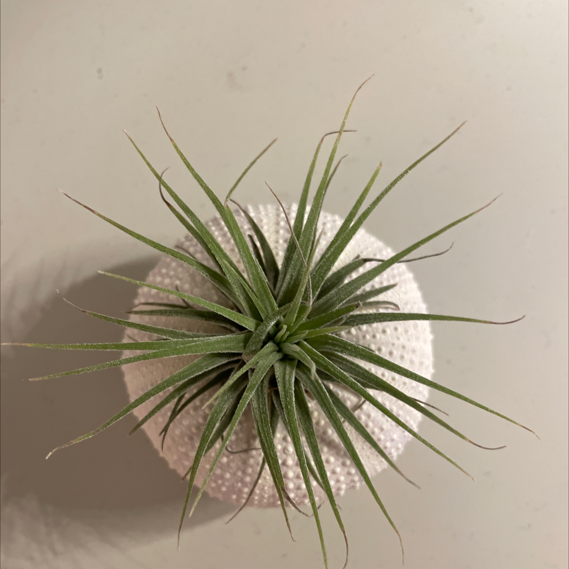 Top view of a healthy Aeranthos Air Plant with green, slender leaves on a white surface.