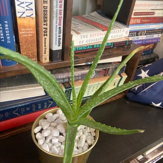 Aloe Vera plant in Alexandria, Virginia