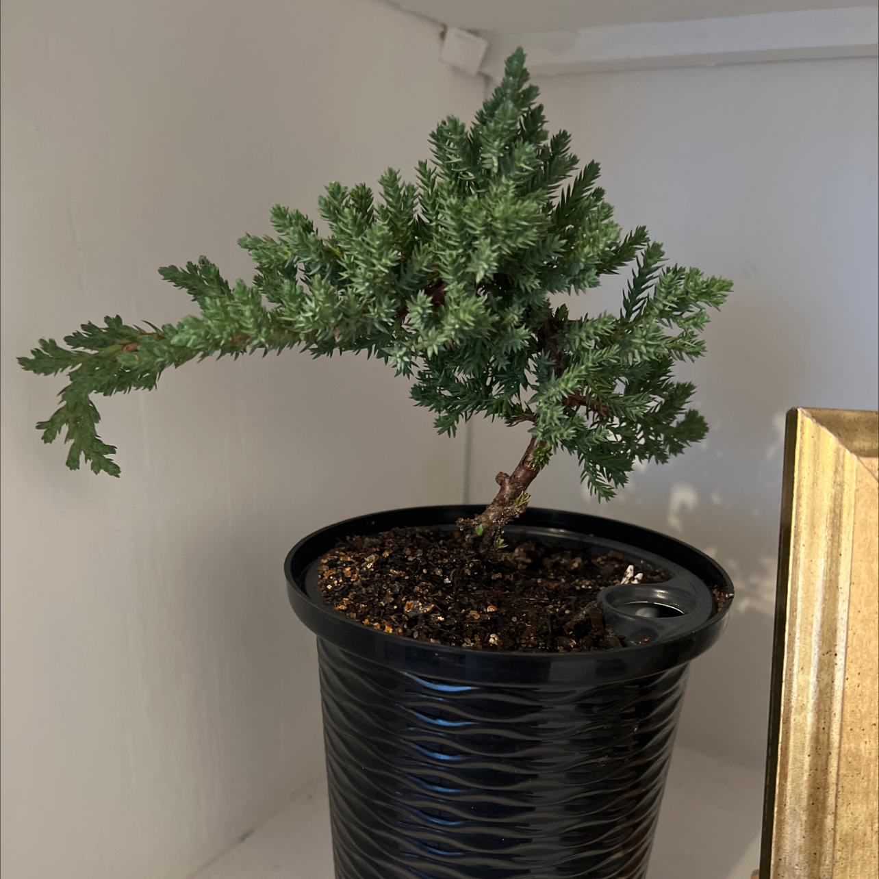 Blue Star Juniper plant in a black pot with healthy green foliage.