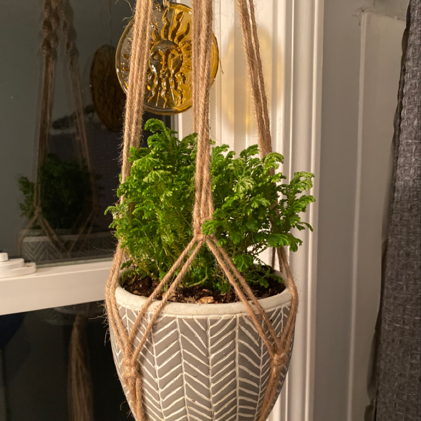 Two healthy Selaginella kraussiana plants in a patterned hanging planter in front of a sunny window, with a metal ornament above.
