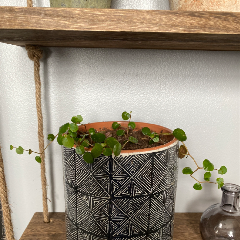 Peperomia 'Ruby Cascade' plant in a decorative pot on a wooden shelf.