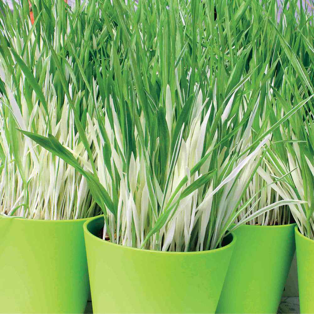 Multiple pots of healthy Orchard Grass with green and white variegated leaves.