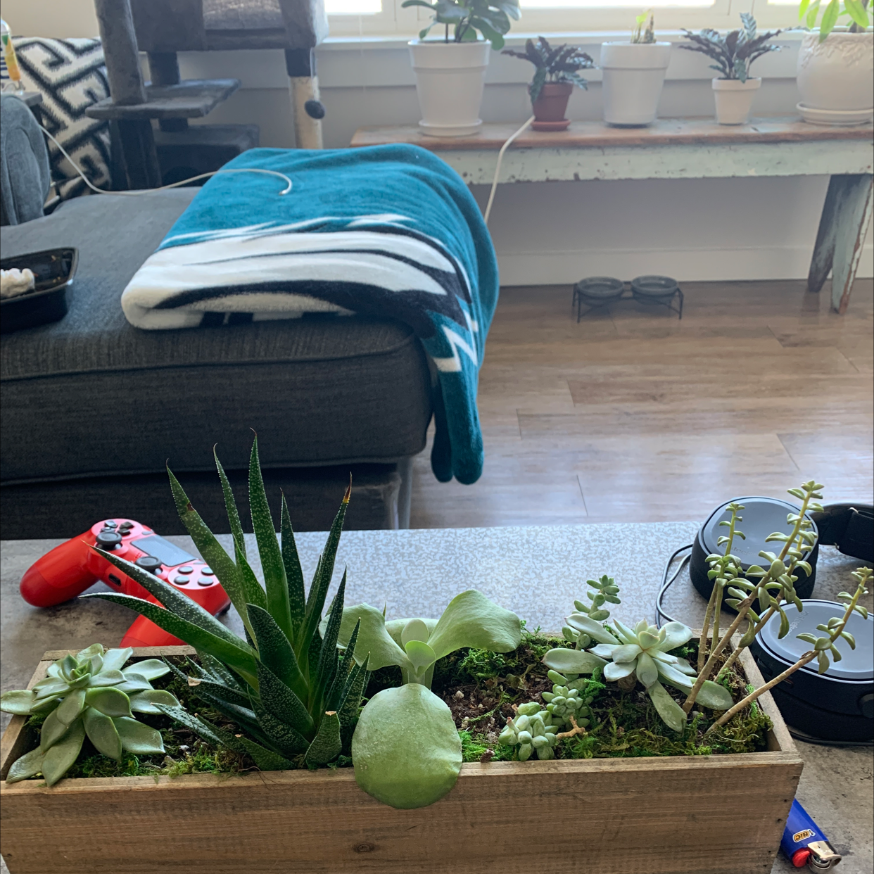 A variety of succulent plants in a wooden planter in a living room setting.