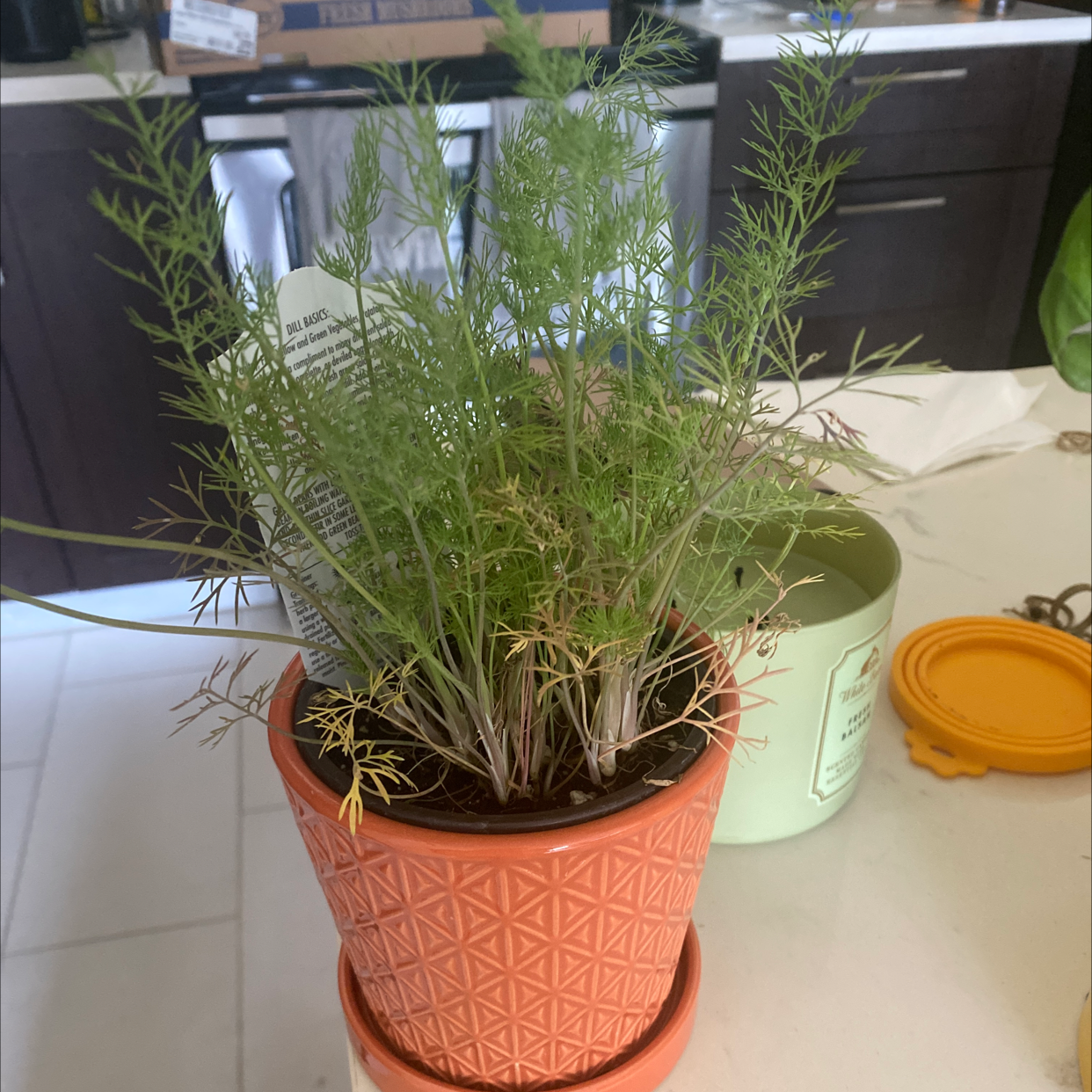 Potted Dill plant with thin, feathery leaves, some yellowing and browning at the base.
