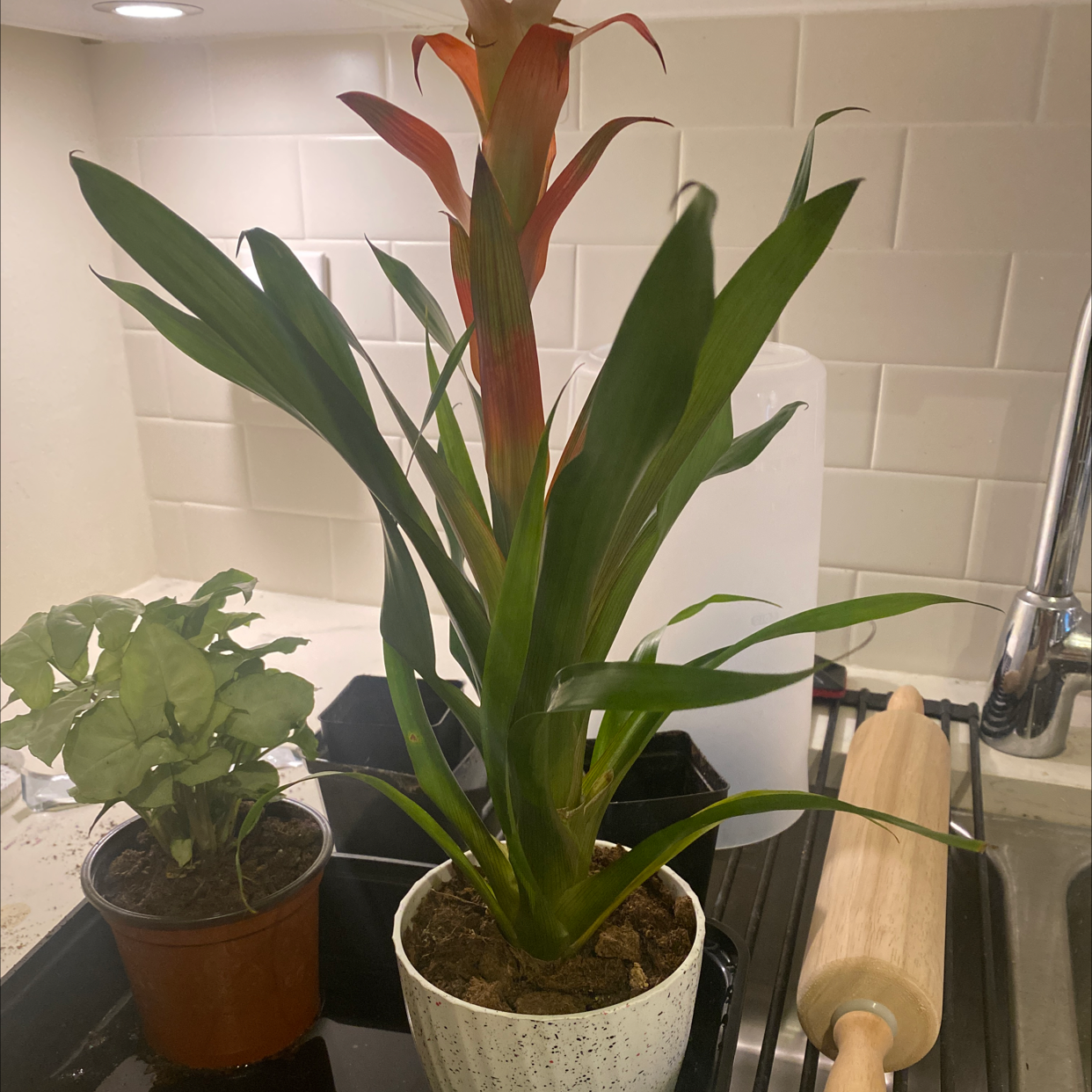 Guzmania Bromeliad plant with green leaves and red bract, potted in a white container.