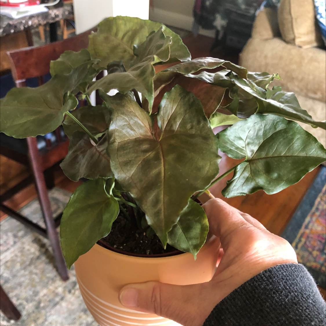 Syngonium 'Maria Allusion' plant held by a hand in a pot, appears healthy.