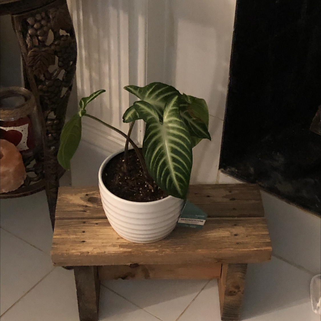 Caladium lindenii 'Magnificum' plant in a white pot on a wooden stool indoors.