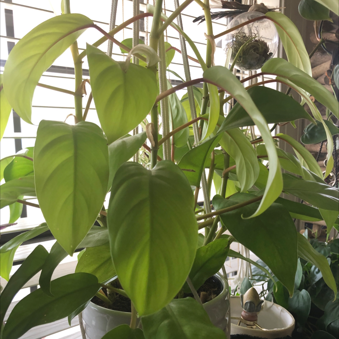 Golden Goddess Philodendron with vibrant green leaves in a well-lit room.