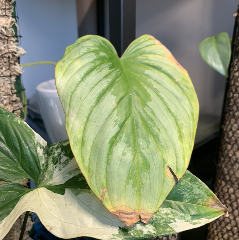 Philodendron mamei with a large leaf showing browning at the edges.
