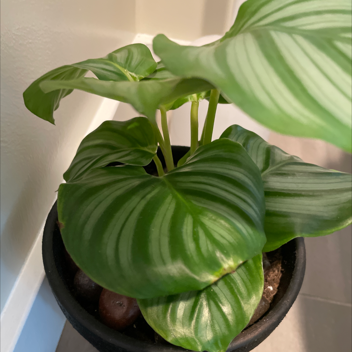 Vibrant, healthy Chinese Taro plant with large glossy green heart-shaped leaves in a black pot with pebbles on soil surface.
