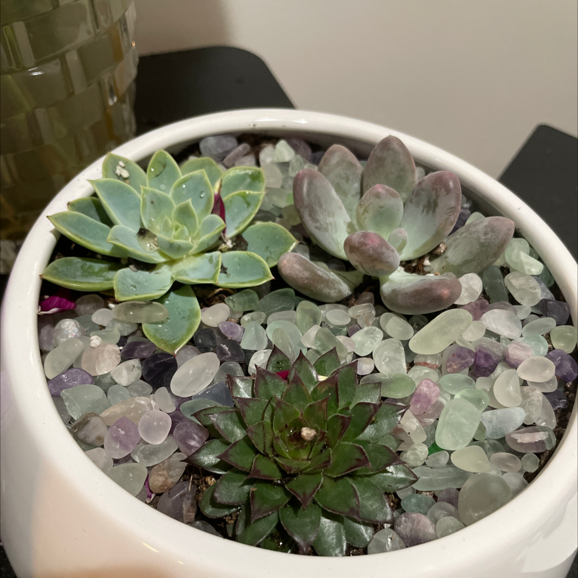 Photo of the plant species Crassula mesembryanthemoides by @Antigoner3x named Trio on Greg, the plant care app
