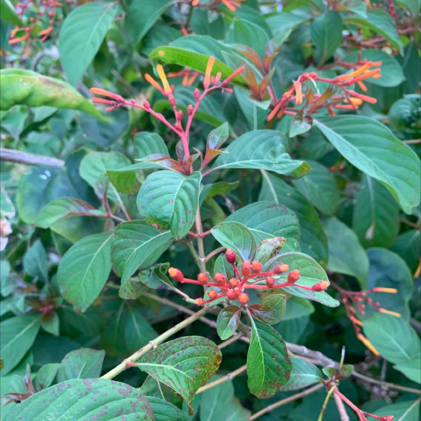 Scarlet Bush with vibrant red and orange flowers and mostly healthy leaves.
