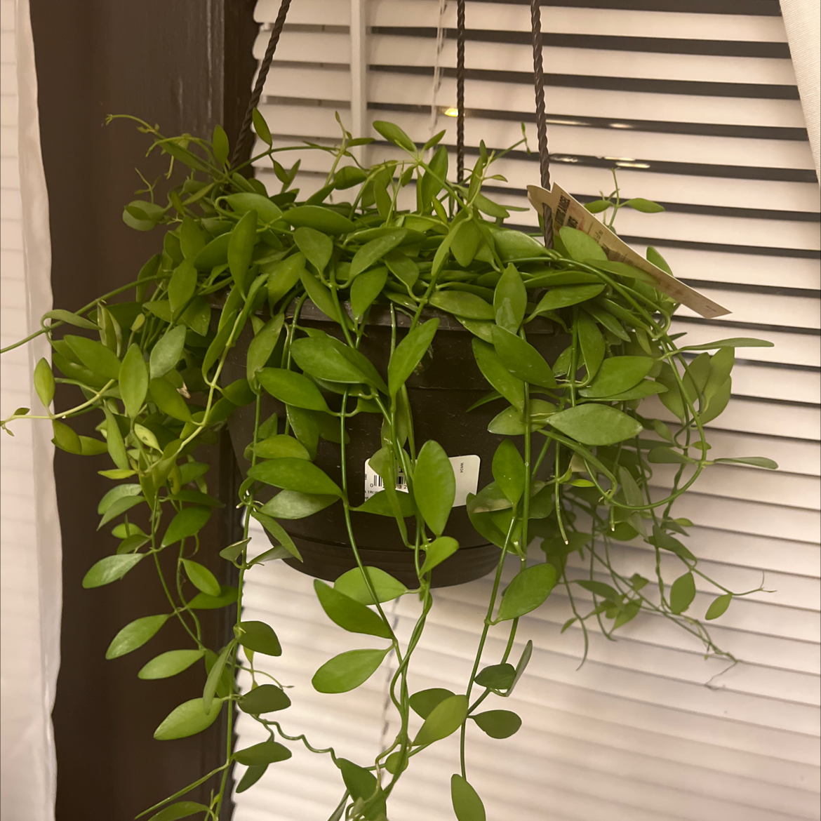 Healthy Dischidia imbricata plant in a hanging pot with vibrant green leaves.