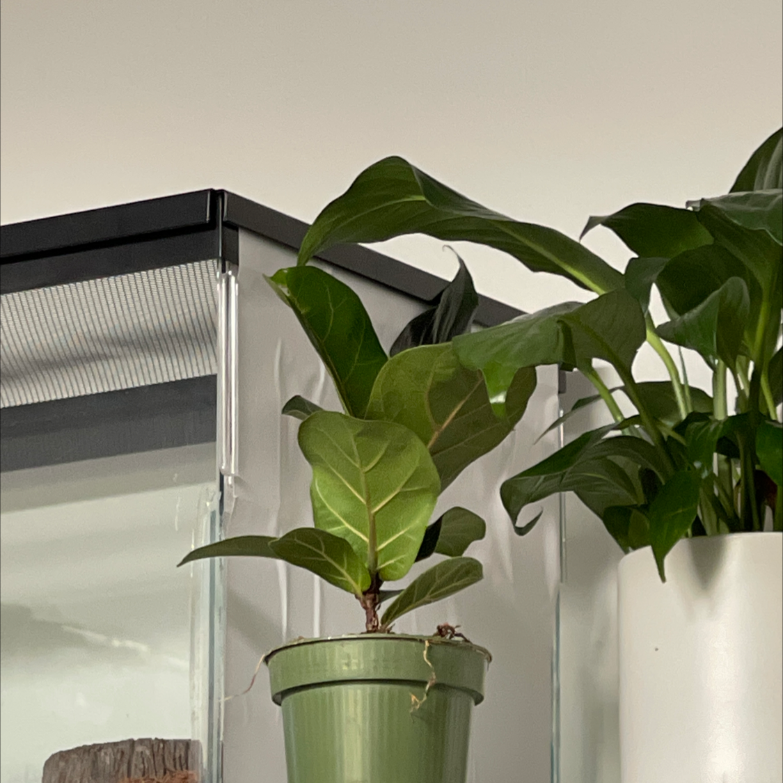 Potted Dwarf Fiddle Leaf Fig on a shelf with another plant in the background.