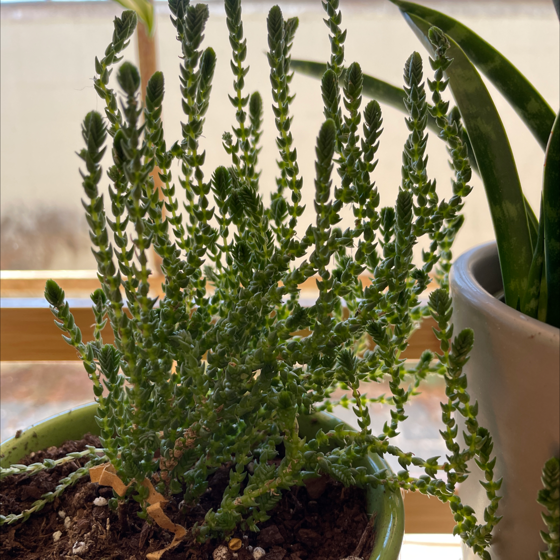 Potted Mossy Stonecrop plant with upright stems and small leaves, soil visible.