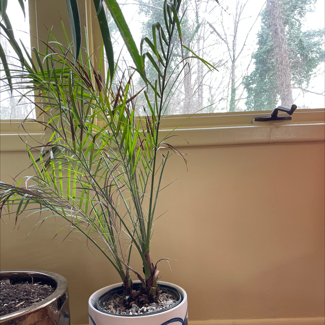 Healthy pygmy date palm in a large pot on an outdoor patio, with long green fronds arching outwards.