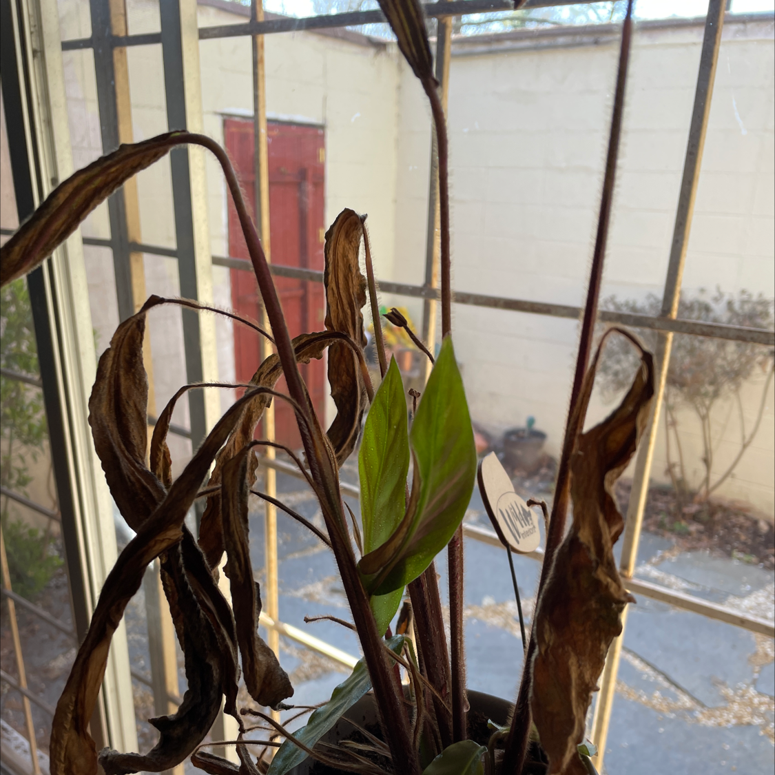 Furry Feather Calathea plant with brown and wilted leaves, some green leaves visible.