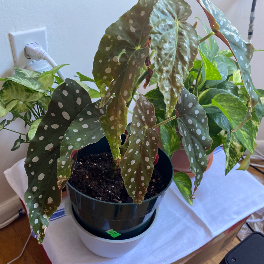 Polka Dot Begonia with white spots on leaves in a pot, soil visible, another plant in the background.