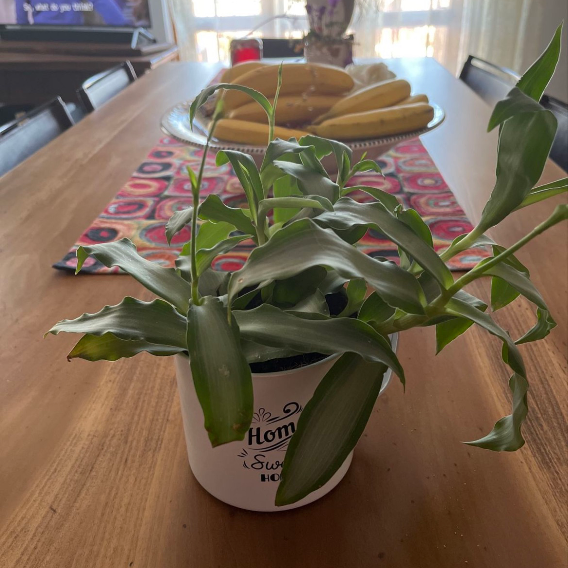 Potted Bright Star Murdannia plant with long green leaves on a wooden table indoors.
