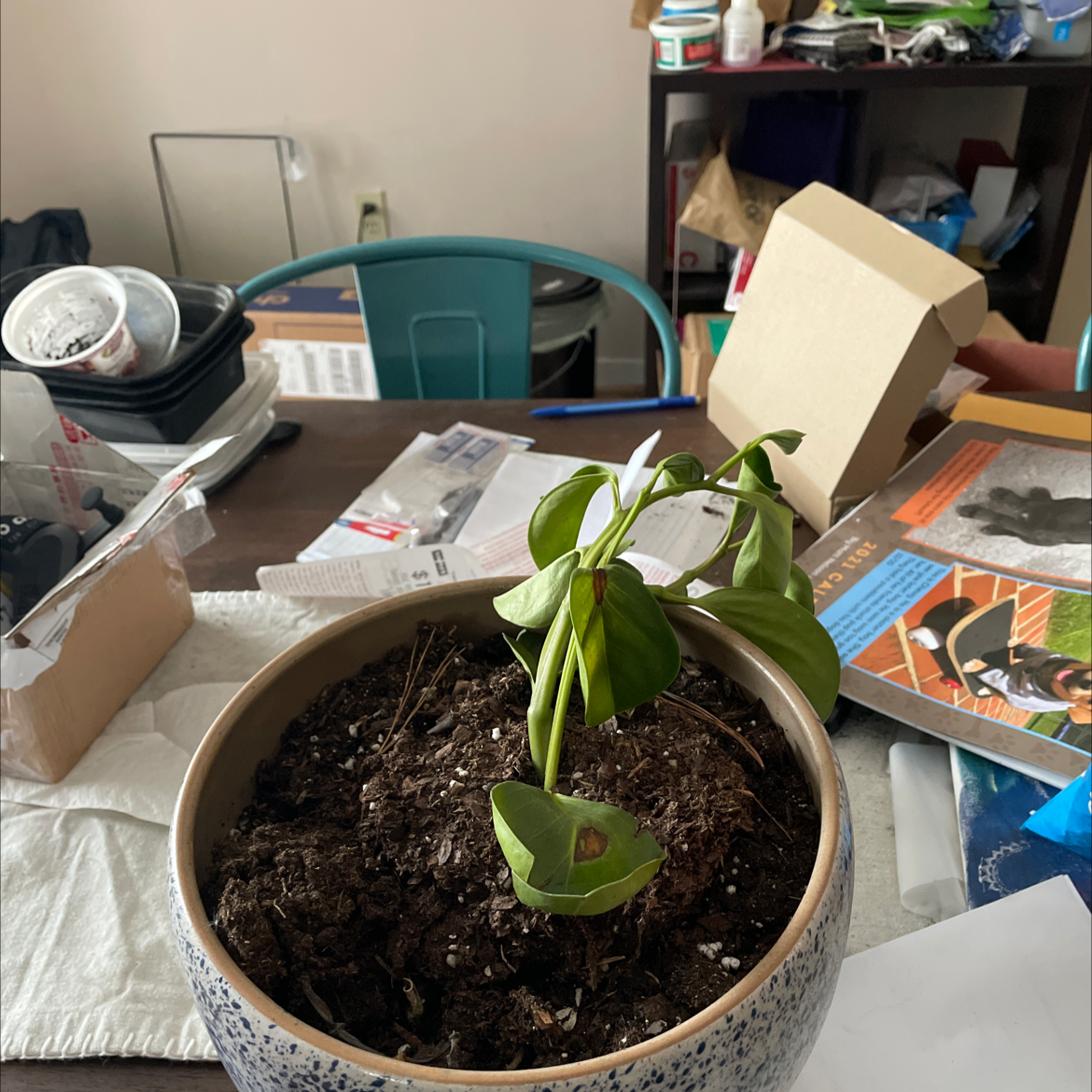 Potted Beetle Peperomia plant on a cluttered table indoors.