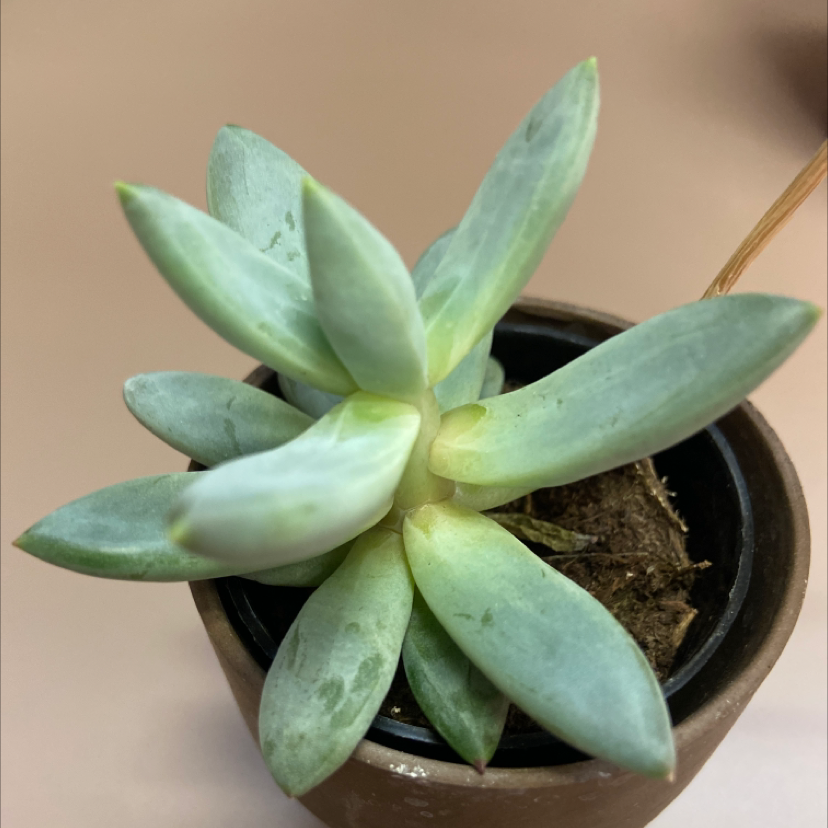 A healthy succulent plant in a small pot with visible soil.