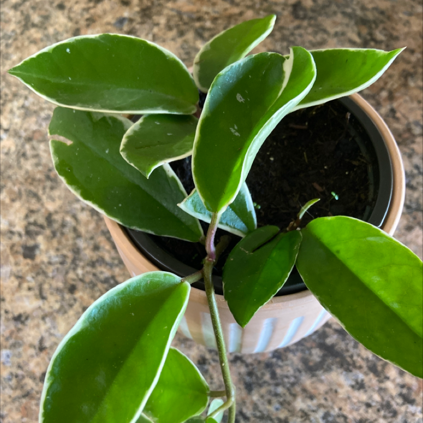 Healthy, vibrant Waxplant with glossy, deep green, oval-shaped leaves in a pot with visible soil. Well-framed and focused image.