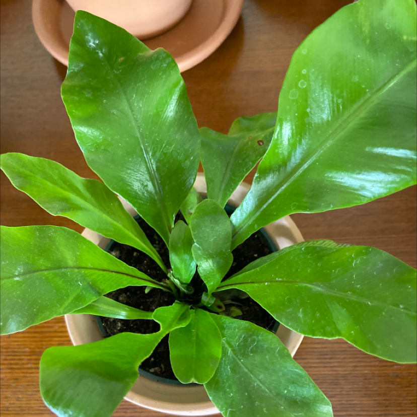 Close-up top view of a healthy bird's nest fern with large glossy green rippled leaves in a white ceramic pot.