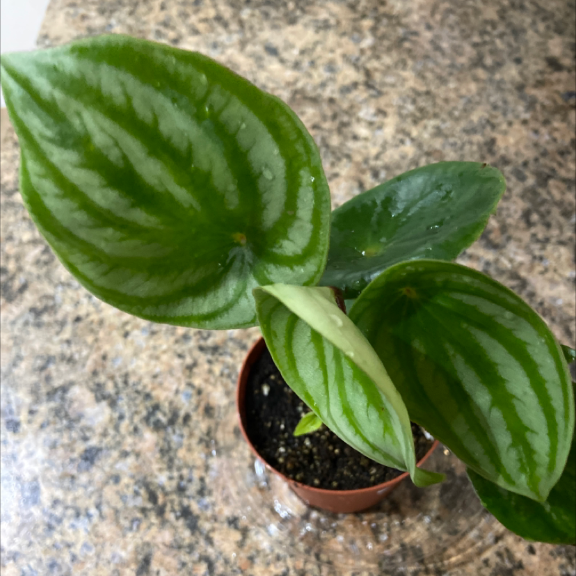 Healthy Emerald Ripple Peperomia plant with vibrant green leaves in a small pot.