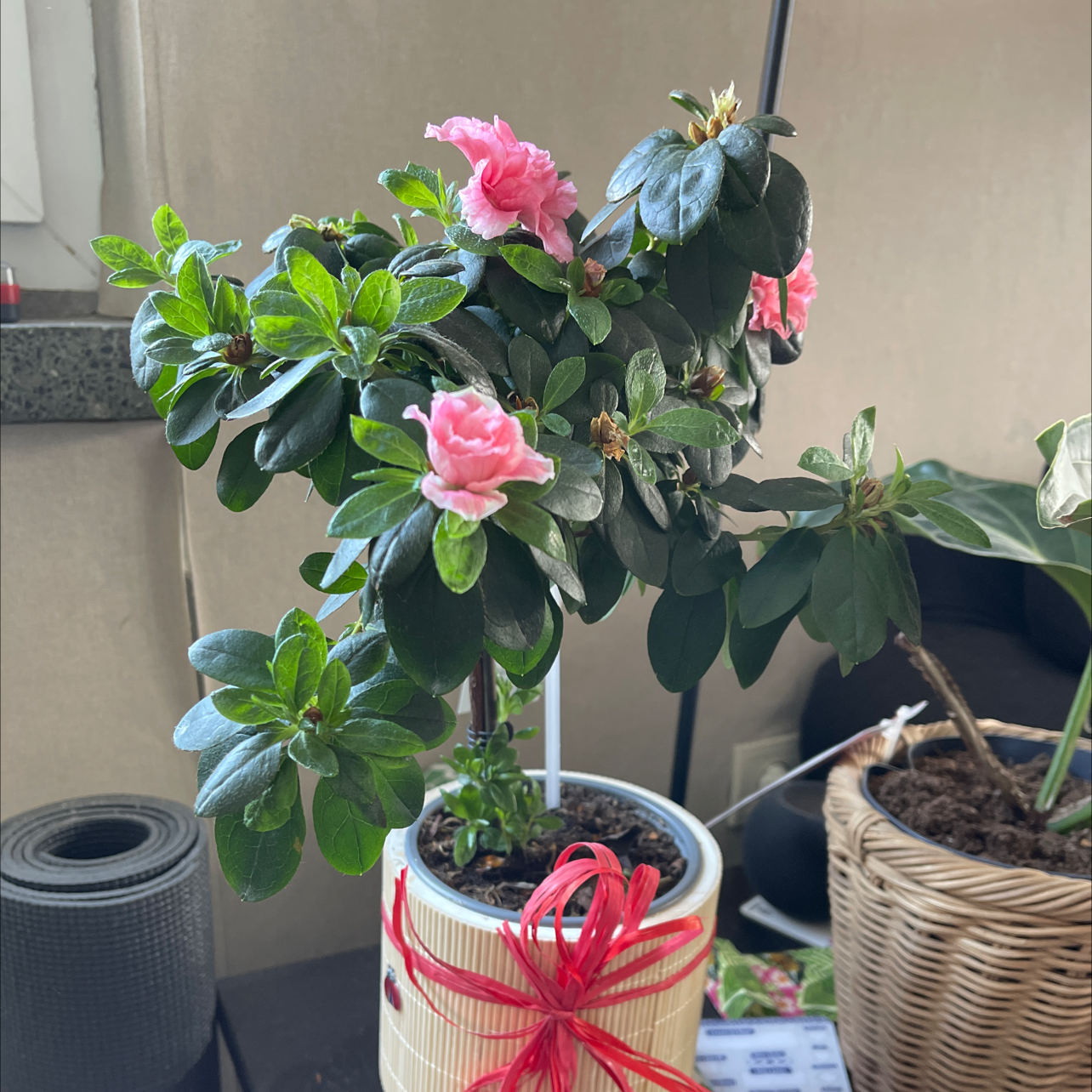 Best Potting Soil Mix for Satsuki