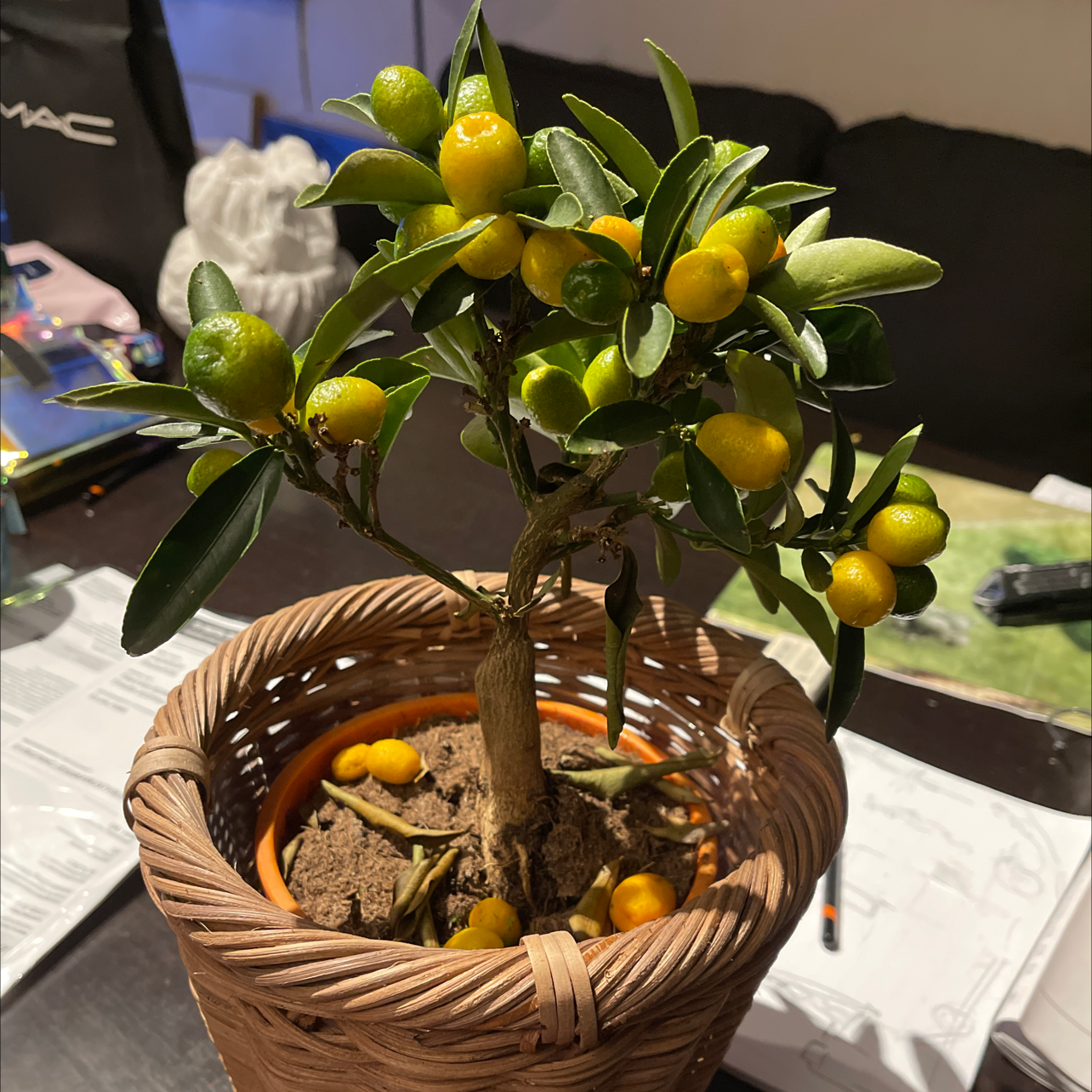 Potted Oval kumquat plant with green leaves and yellow-orange fruits.