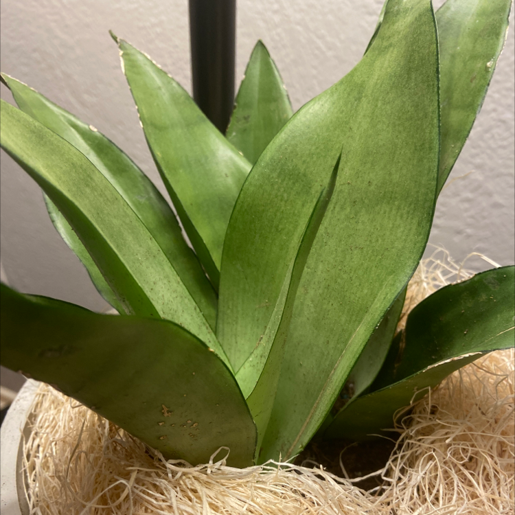 Metallica Snake Plant with healthy green leaves in a pot with straw-like mulch.