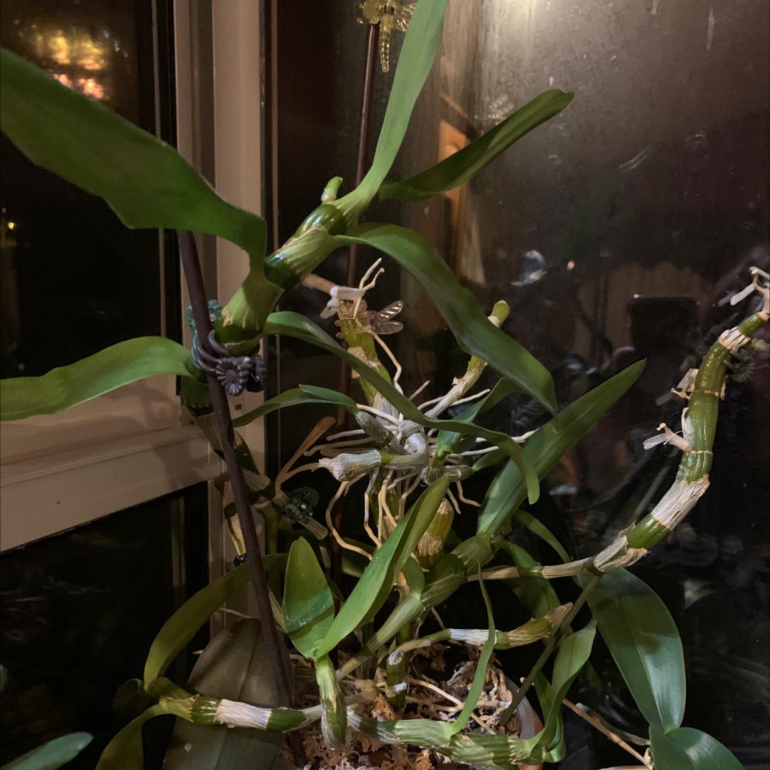 Basket Plant with elongated green leaves and visible stems near a window.