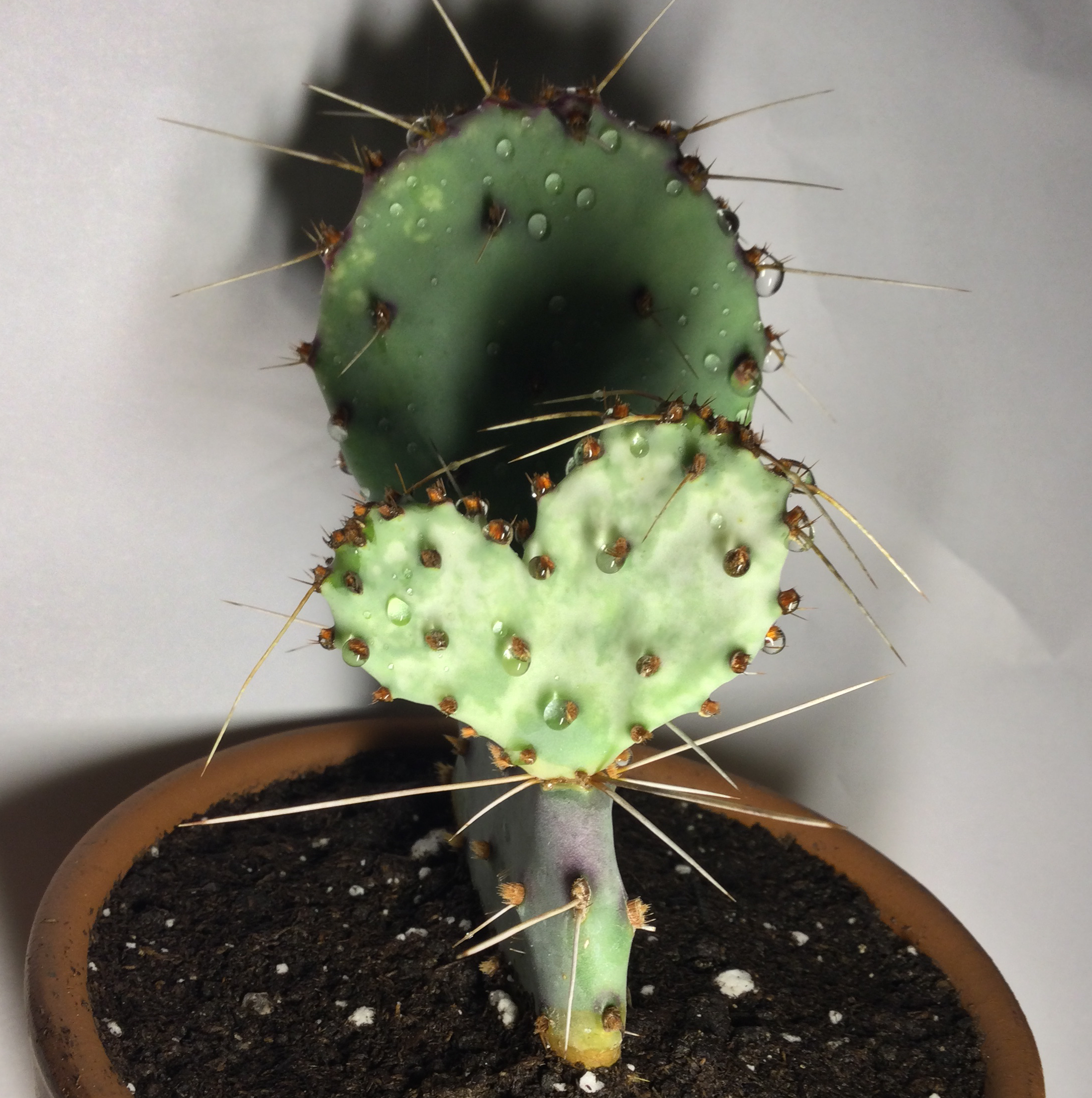 🌵 Why Are My Violet Prickly Pear Leaves Droopy?
