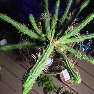 Corncob Cactus plant photo by @SirLiquorice named Green corn on the cob on Greg, the plant care app.