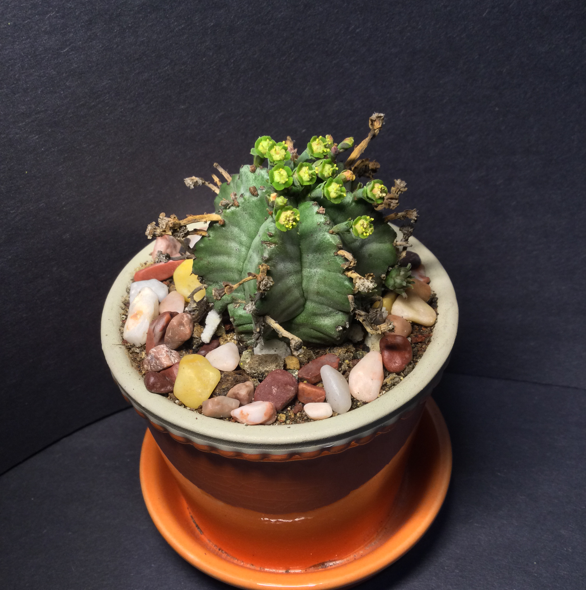 African Milk Barrel plant photo by @SirLiquorice named Your plant on Greg, the plant care app.