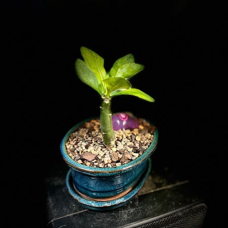 Photo of the plant species Brighamia Insignis by Sirliquorice named Bridgit on Greg, the plant care app