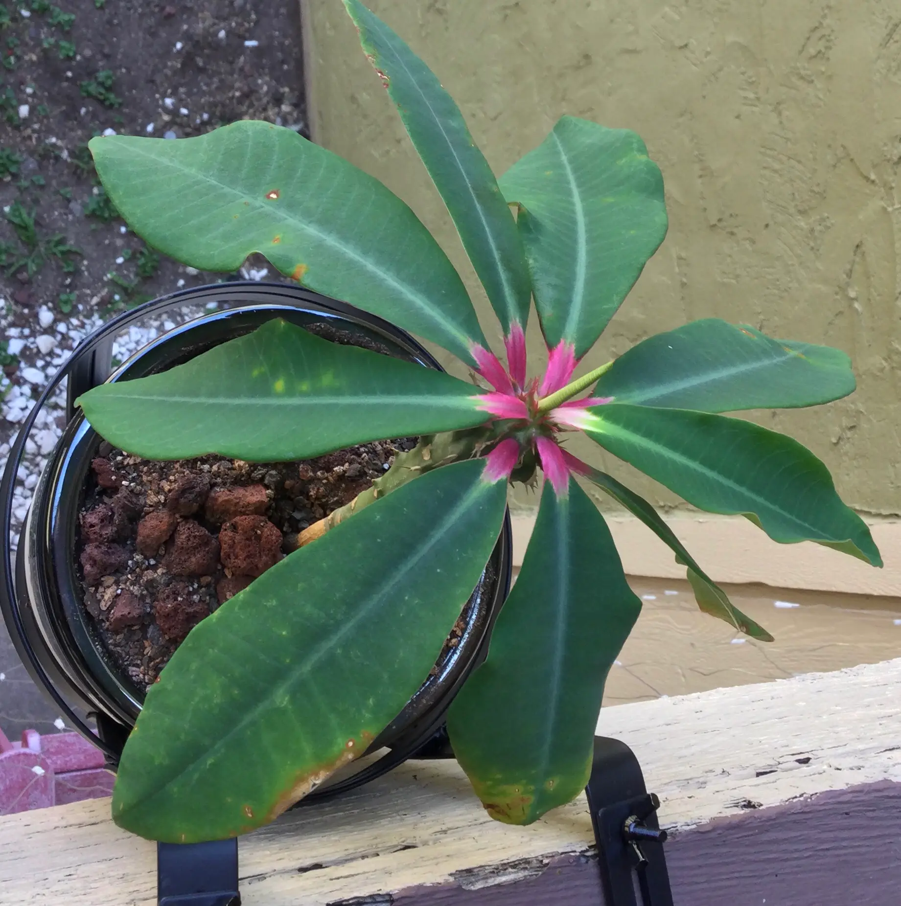 Photo of the plant species Euphorbia denisiana var. ankarensis by @SirLiquorice named Anna on Greg, the plant care app