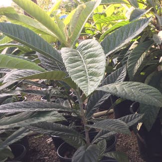 Loquat plant in Somewhere on Earth