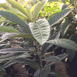 Loquat plant
