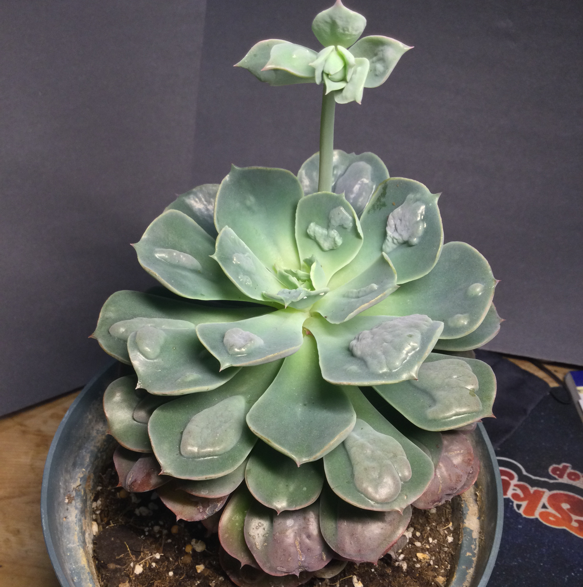Raindrops Echeveria plant with characteristic water droplet-like bumps on its leaves.