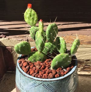 Blind Prickly Pear plant photo by @SirLiquorice named Flower on Greg, the plant care app.