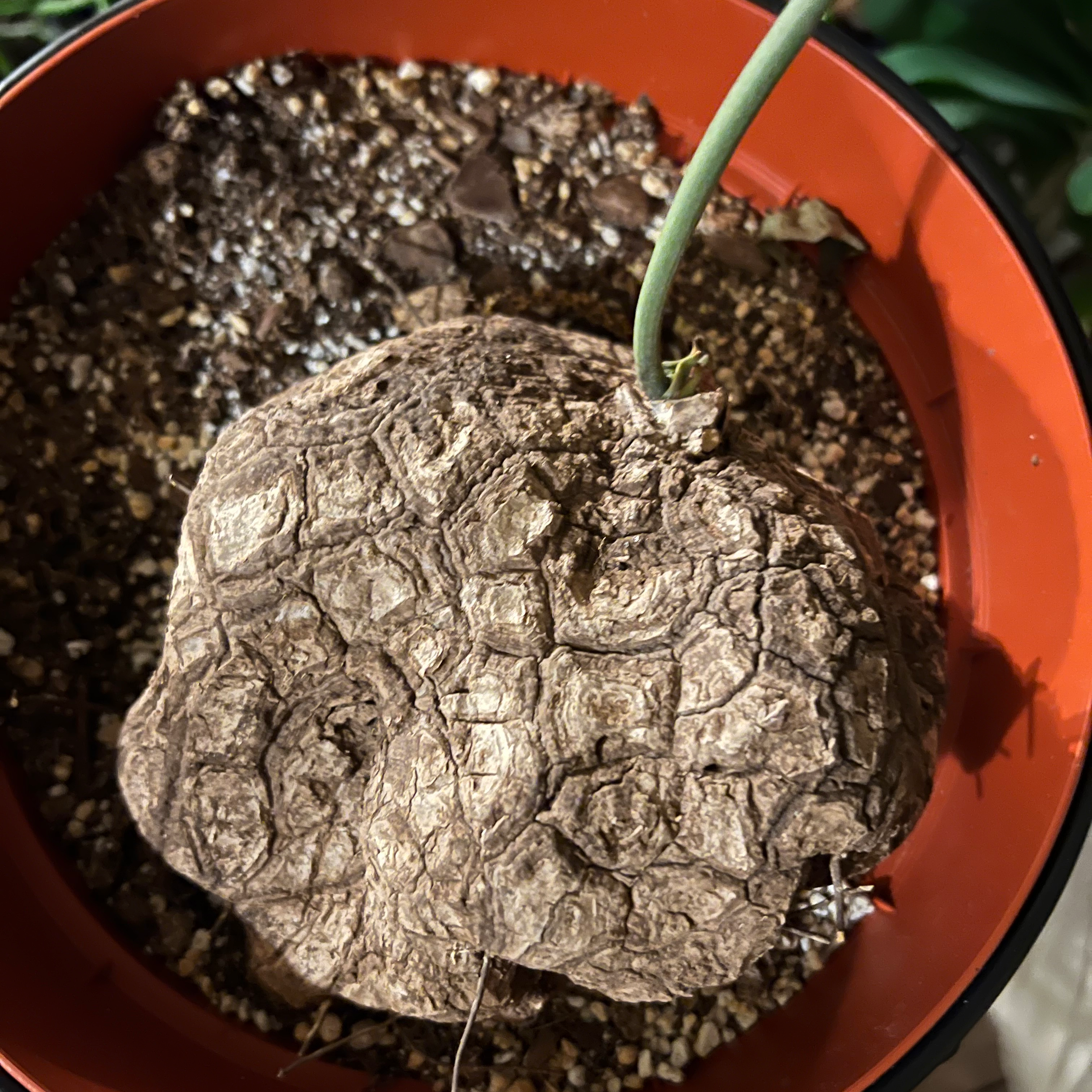 Potted Hottentot Bread plant with a large caudex and single green stem.