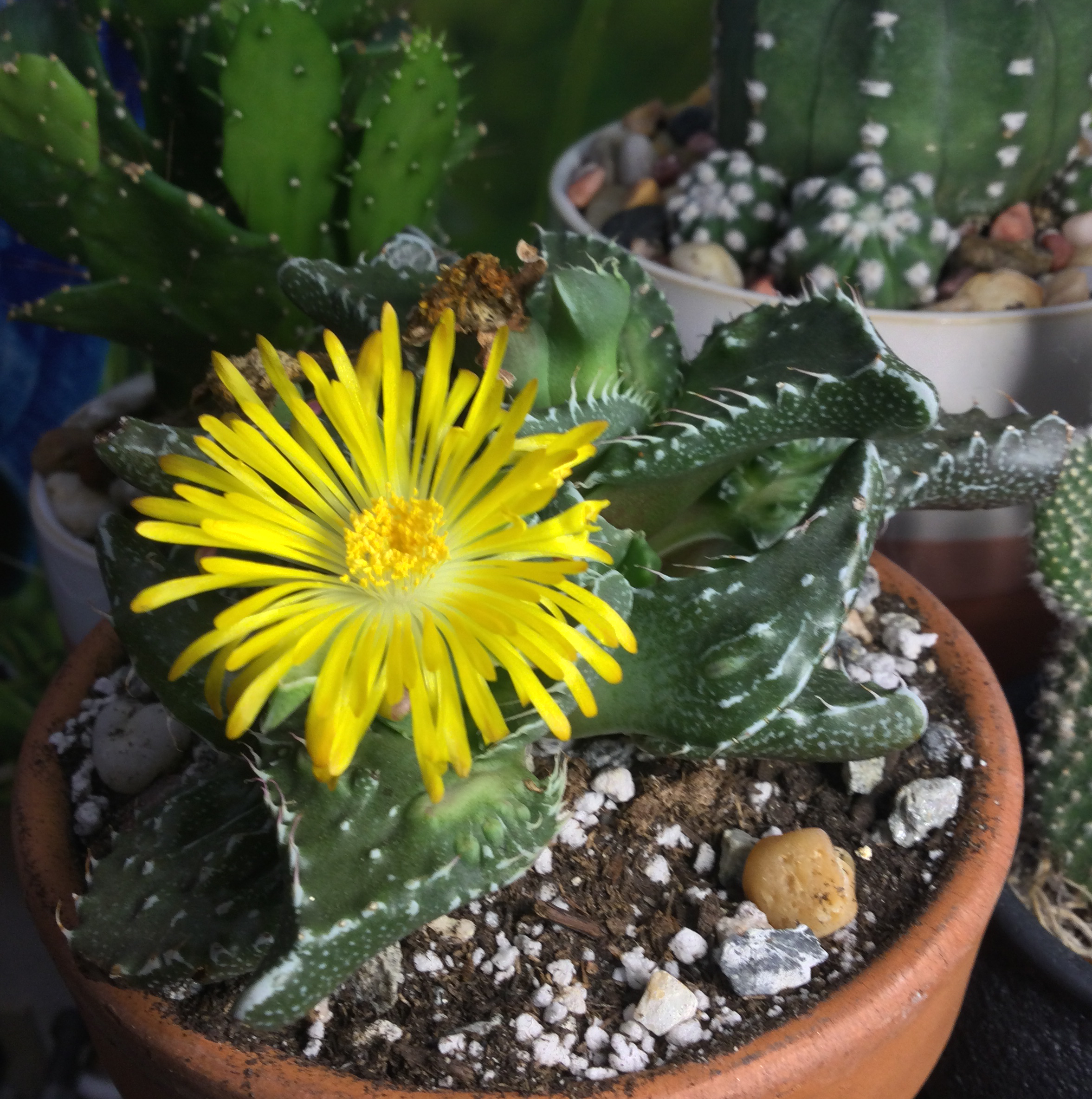 Tiger's Jaw plant photo by @SirLiquorice named Tiger daisy on Greg, the plant care app.